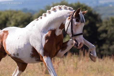 rolex van klaverborch|HALF ARABIANS.